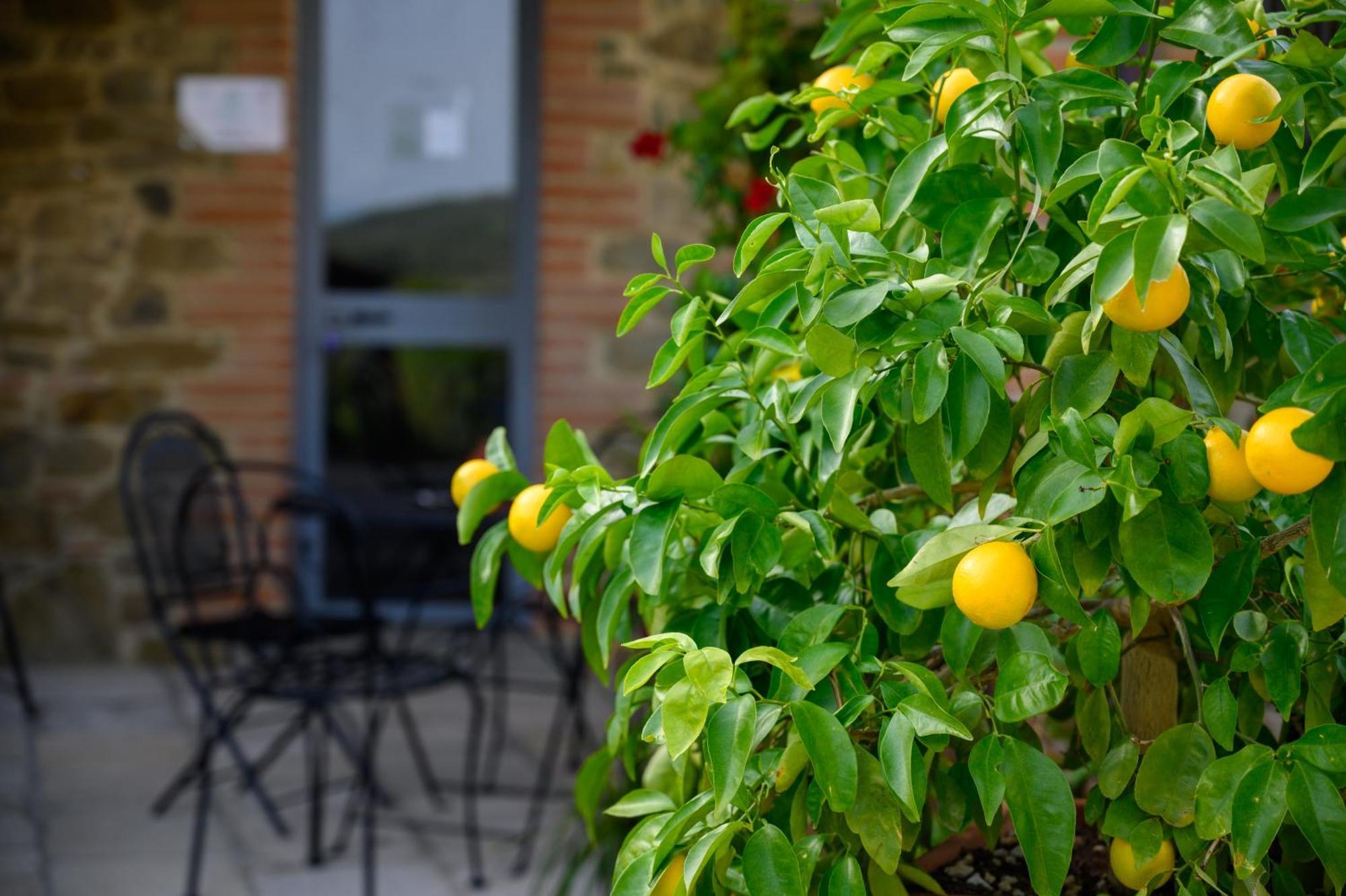 Agriturismo Borgo Sant'Ercolano Ciggiano Εξωτερικό φωτογραφία